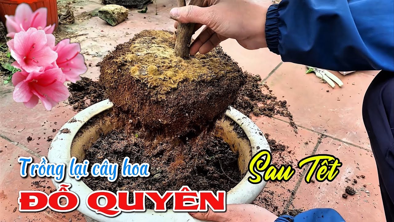 Trồng lại cây hoa Đỗ Quyên sau Tết âm lịch đúng cách