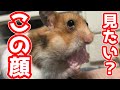 ウエハースを口の中に入れたハムスター！おもしろ可愛いハムスターFunny Hamsters noticed that wafers robbed moisture in the mouth