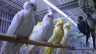 นกค็อกคาเทล#Andaman ร้านอันดามัน นกสวยงาม จตุจักร2มีนบุรี 0812365697