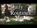 Daily Routine in the Poultry Pen for Chickens Ducks Quail