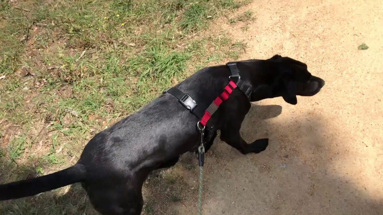 The Go Sniff Game Heelwork YouTube