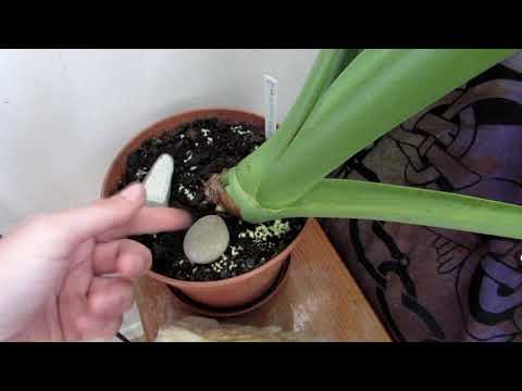 Mold & Fungus growing on the top of soil on your Houseplants & the causes - mycelium