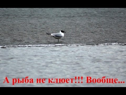 Почему рыба не клюет Почему рыба не клюет