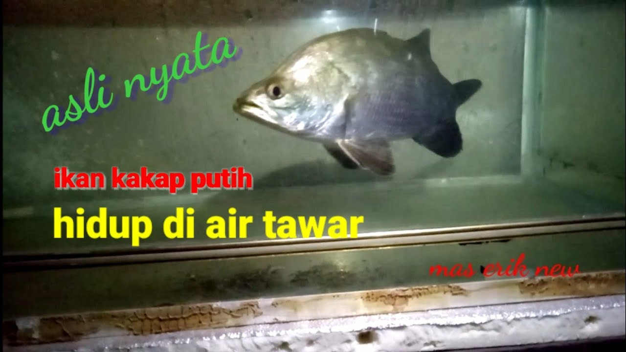 IKAN KAKAP PUTIH HIDUP DI AIR TAWAR|TERBUKTI