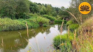 Relaxing noise river, chirping cicadas for meditation, reading and sleeping.