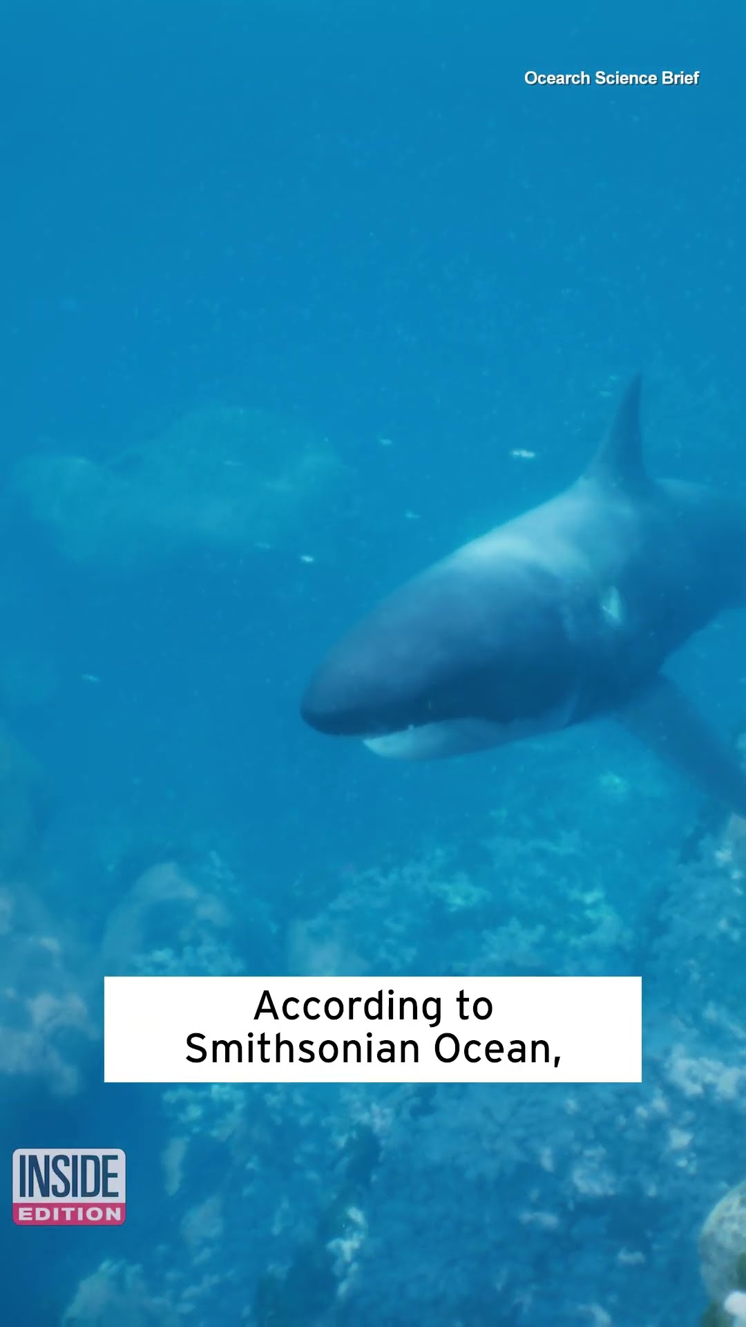 Track the Movements of the Largest Male White Shark Ever Tagged #shorts