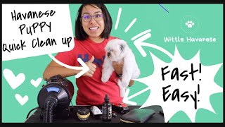 Puppy Quick Clean Up (10 week old) | Wittle Havanese