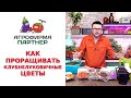 КАК ПРОРАЩИВАТЬ КЛУБНЕЛУКОВИЧНЫЕ ЦВЕТЫ