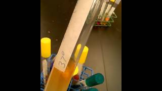 Unknown 2,microbiology