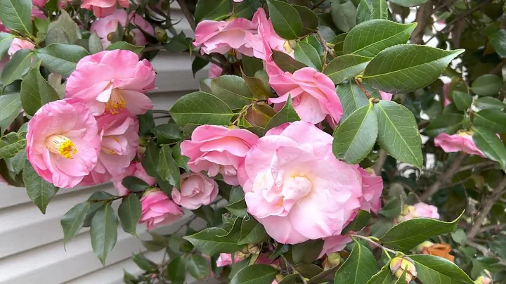 April Remembered Cold Hardy Camellia