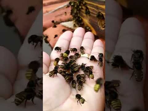 Vídeo: As abelhas podem reinar sozinhas?
