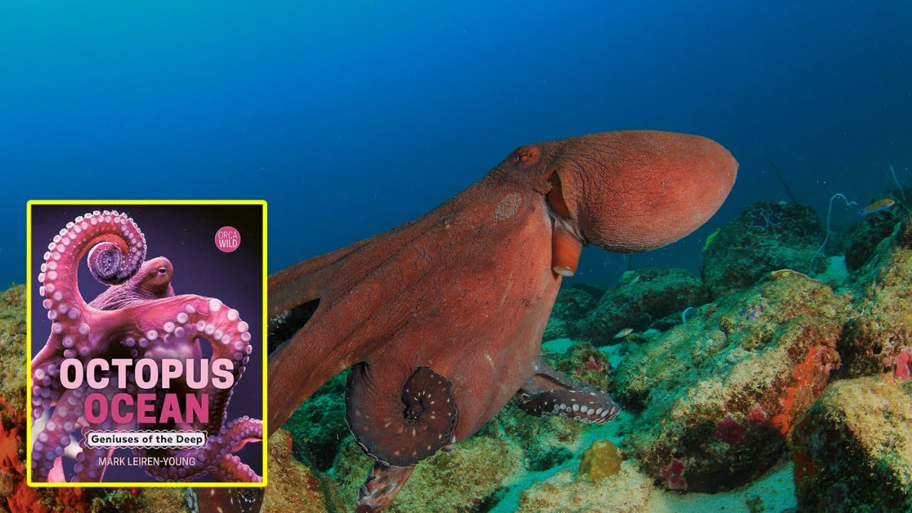 Octopus Ocean Book: Exploring the Genius Minds Beneath the Waves with Mark Leiren-Young