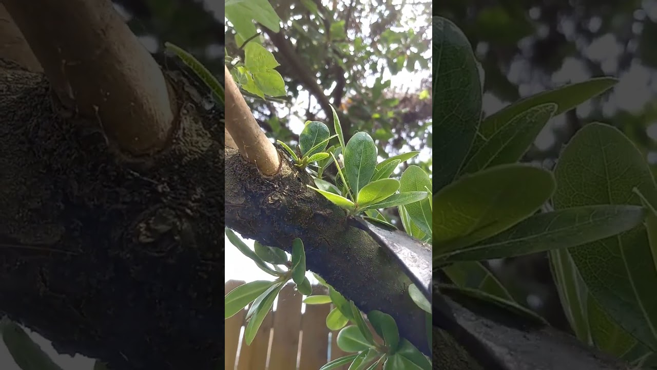 what is killing my tree??