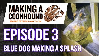 Making A Coonhound  Episode 3  Blue Dog Making A Splash