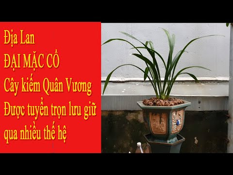 Địa lan đại mặc cổ cây lan kiếm được tuyển trọn lưu giữ qua nhiều thế hệ | Foci