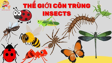 Dạy bé học các loài côn trùng  | Thế giới côn trùng -Bài học mới nhất 2025