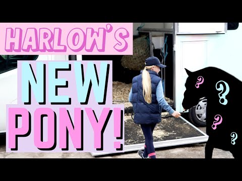 WE BOUGHT A NEW PONY!!!!