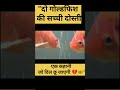 “दो गोल्डफिश की सच्ची दोस्ती – एक कहानी जो दिल छू जाएगी 💔🐠” #fish #fishtank