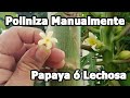 Papaya Como Polinizar manualmente la papaya o lechosa