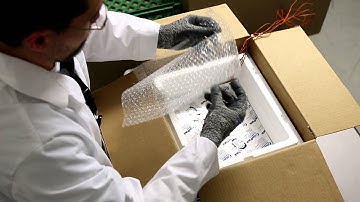 Envoy® | Large 2-Day | 2-8°C Ready-Engineered Solution