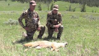 DON'T MAKE THIS ROOKIE MISTAKE!!! | Almost Cost us a Coyote! by OutDoors 406 805 views 3 years ago 8 minutes, 57 seconds