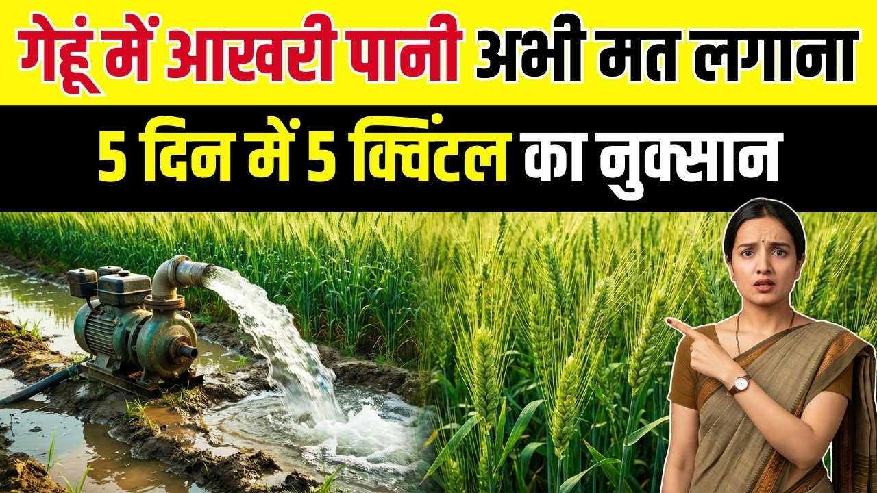 गेहूं की आखिरी सिंचाई में 3 जरूरी सावधानी नहीं तो उत्पादन आधा ही मिलेगा | gehu me aakhri pani kab de