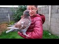 Pet Giant King pigeons विशाल कबूतरഭീമൻ പ്രാവ്بڑا کبوترحمامة عملاقة