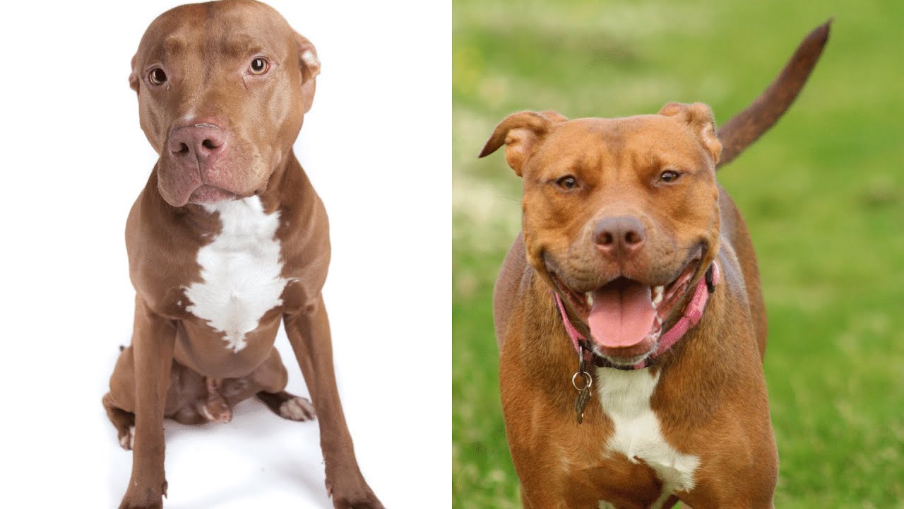 Pitbulls Being Wholesome EP.48 | Funny and Cute Pitbull Compilation