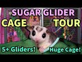 Sugar Glider CAGE TOUR (+@The Pet Glider Coupons!)