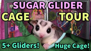 Sugar Glider CAGE TOUR (+@Thepetglider Coupons!)