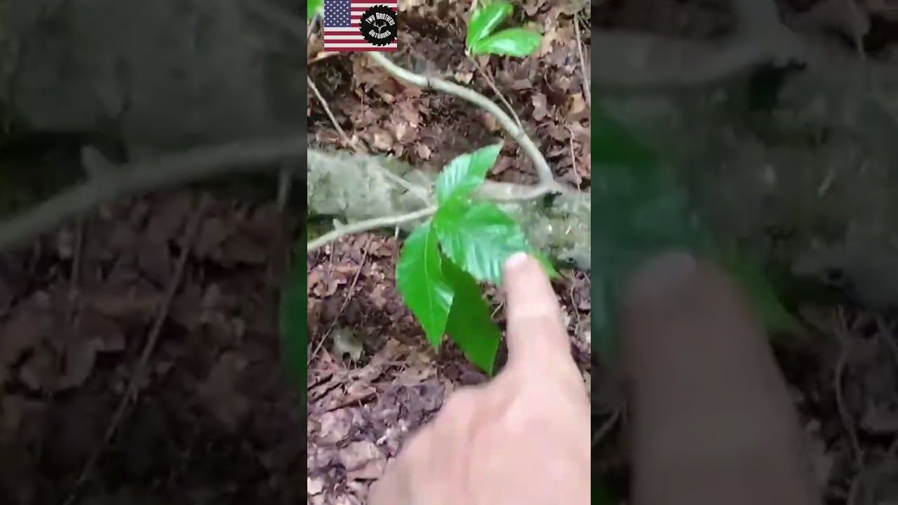 Accidents in the woods! part 2 #twobrothersoutdoors #adirondacks #chainsaw #logging