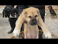 ФАРҒОНА ИТ БОЗОРИ | Ферганский собачий рынок