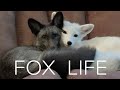 Pet Foxes 🦊 are super adorable and super naughty!!