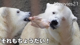 Polar Bearｓ  eat the chicken　食いしん坊リラ 母の鶏肉も横取りー！ホッキョクグマ親子