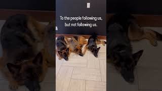 We see you!! 🥸🤣 #views #followers #sadbuttrue #comparison #weseeyou #ohwell #doginstagram