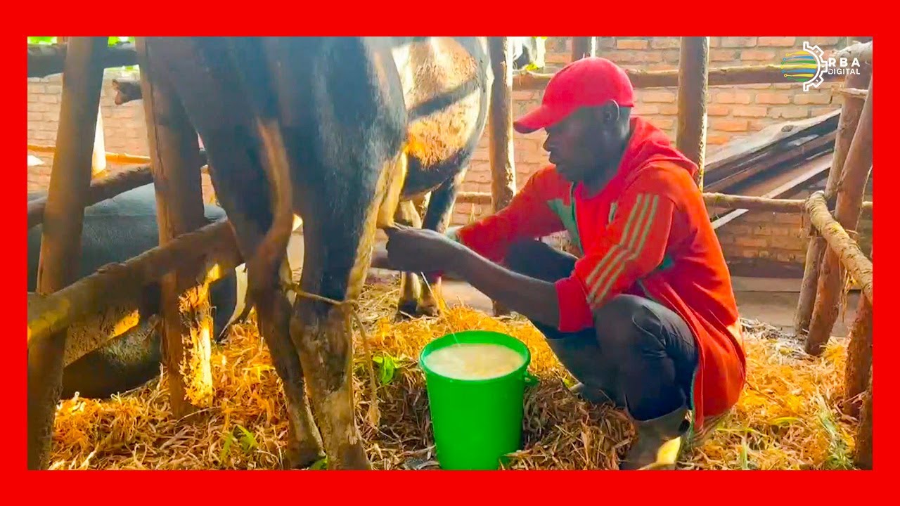 Gisagara: Ubuhamya bwa Rwigira ufite inka ikamwa litiro 40 ku munsi