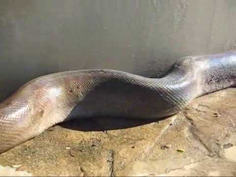 Video: Najväčší had na svete. Anakonda