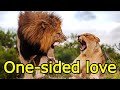 Unique  lion wants to love lioness but lioness is not ready to accept  wildlife animallove