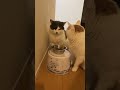むぎのｺﾞﾊﾝ （ちたけは自分の分食べたしおかわりもしてます）