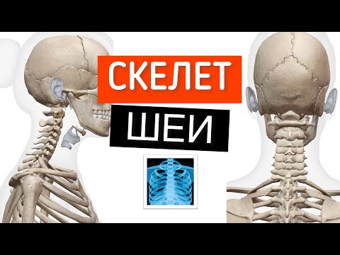 Скелет шеи. Строение шейного отдела позвоночника. 7 позвонков, Атлант (Atlant), Аксис (Axis)