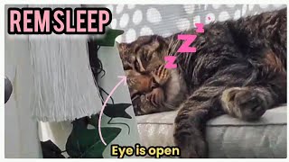 What's REM Sleep In Cats❓💤 by Samo Tries Cat Stuff 68 views 3 days ago 33 seconds