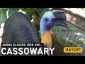 Wild Bird from Australia / CASSOWARY!