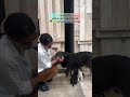 هیچ چیزی در دنیا جای مادر نمیگیره مادر عشقه هاپو کمک گربه نزهه البرزخ حق زندگی غذا رسانی 