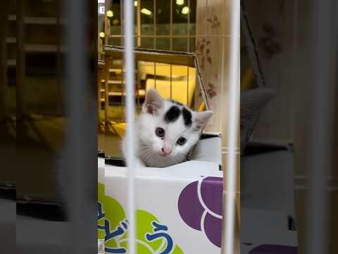 川に落ちかかってた子猫、我が家で飼うことになった。＃shorts＃保護