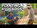 Fruit Tree Fiesta! Planting Citrus & Avocados 🥑🍋