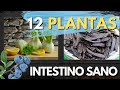 Plantas medicinales beneficiosas para el Colon irritable, Lino, Arándano, Amapola, passiflora Mentha