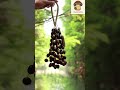 Tropical Rain Shaker: Handmade Pala Cardamom Seed Shell | ASMR Crystal-Drop Sounds