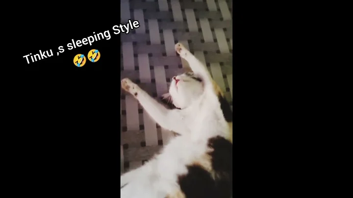 Video 11219971: cat playing funnycats, funny cat playing, cat sound