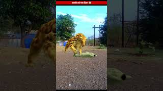 Tiger  Attack Goat || Tiger Kill Goat || #shorts #animals #eagles #youtubeshorts #tigers #short