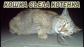 DШ#23 КОШКА СЪЕЛА КОТЕНКА!!! DШ#23 КОШКА СЪЕЛА КОТЕНКА!!!